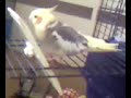 Cockatiel Speaking Into Mirror Cockatiel Speaking Into Mirror