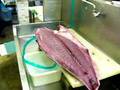 FISH  HON MAGURO  44KG sushi bluefin tuna part 2