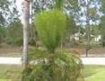Fun-Florida-Plants