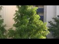 a wind on the tree . last summer
