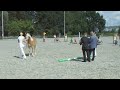 keuring haflinger stamboek