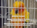 World of Pets Expo(World of Cats - Cat Show), Timonium, MD, US - Picture