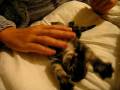 videos de Cutest 3 week old tabby kitten