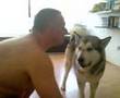 Alaskan Malamute video