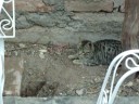 el raton!!! el raton!!!
