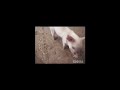 Piggy Piggy