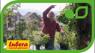 Kompakte Balkontomaten - für wen eignen sie sich?