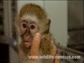 Baby Vervet Monkey Alfie