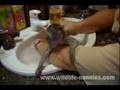 Baby Vervet Monkey Alfie
