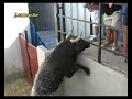 video clip toros 2006 pe�a taurina