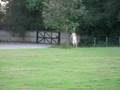 Fallow Deer in garden