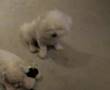 Bichon Frise NBA Allstar