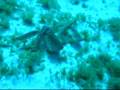 Who says fish can't fly!