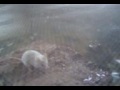 Bull Frog Eats Mouse