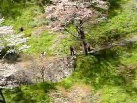 吉野山　千本桜の全貌