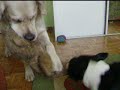 Mores i Drago (boston i golden)