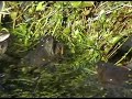 Mating frogs Mating frogs