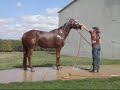 Chana Special - BIG cool looking, all-around broke gelding