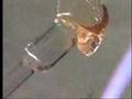 Hot Glass Tutorial/ Creating a Head and Face