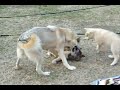 Wolf Mother Plays with Cubs