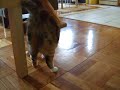 Old Man Meow Old Man Meow