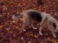 videos de Dogs and Tires -
