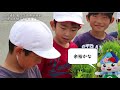 2018茨城県利根町 田植え体験学習