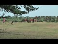 More of the New Forest Ponies at Roundhill