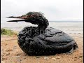 Literacy for Democracy: Water Pollution Water Pollution