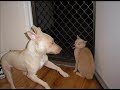 DOL Staffy and Amstaffs