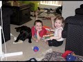 DOL Staffy and Amstaffs