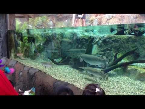 how to care alligator gar