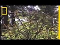 Monarch Butterflies