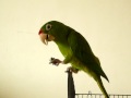Aratinga Finschi