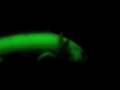 GFP Axolotl