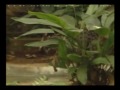 Passeio Animal - Gato Pescador