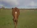 Le pain en folie!!!!! [et les chevaux!! :)]