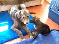 Irish Wolfhound Puppies 7 weeks