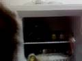 Gato no congelador