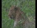 Kruger National Park 2007 SOUTH AFRICA, Black Mamba, Lions, Leopards, Hyenas, Black Rhino, White Rhino, Zebras, Kudu, Giraffes, Chameleon