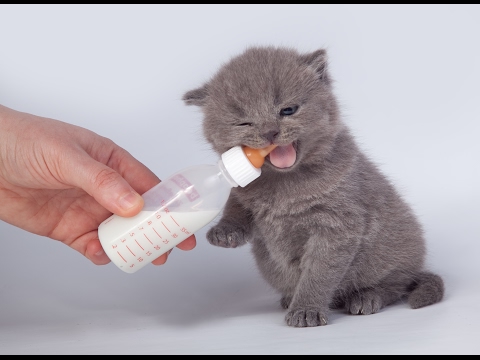 прикормка британских котят прикормка британских котят