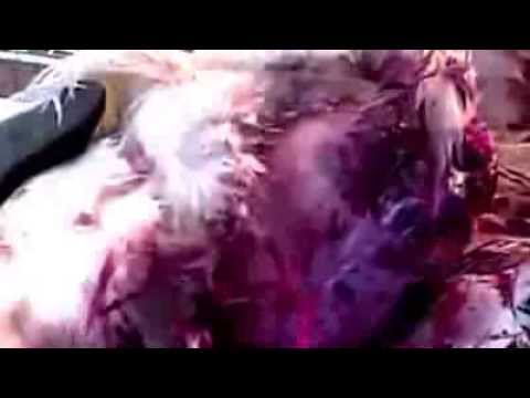 girl slaughter animal