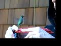Hummingbird on my finger 2