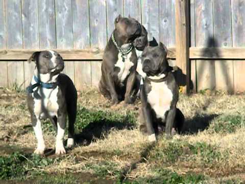 Pitbull Terrier