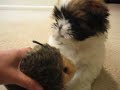 Gizmo the Shih Tzu with toy porcupine - Part 2 Gizmo the Shih Tzu with toy porcupine - Part 2