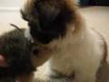 Shih Tzu video