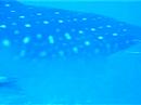 Bergamo diving center Squalo balena