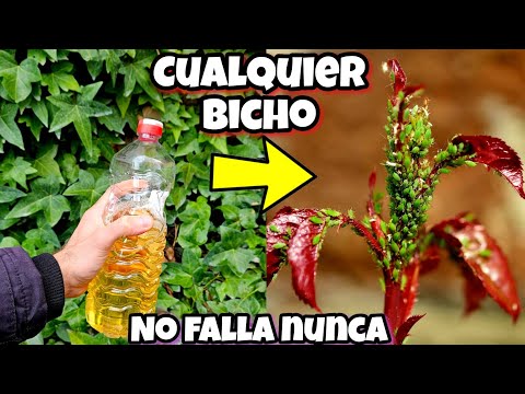 MATA al 99,7% de los BICHOS y PLAGAS de tus PLANTAS y CASA con este INSECTICIDA Casero (Con AJO)