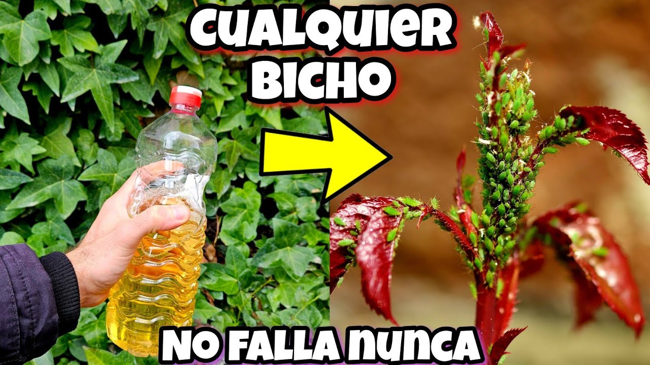 MATA al 99,7% de los BICHOS y PLAGAS de tus PLANTAS y CASA con este INSECTICIDA Casero (Con AJO)