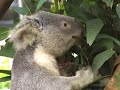 koala bear